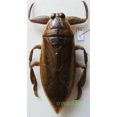 Lethocerus grandis (Linnaeus, 1758) 79mm Thailand51a